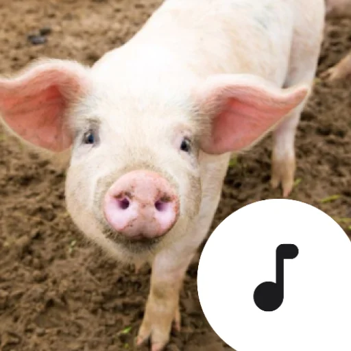 Descarga Pig Sounds: La Mejor Caja de Sonidos de Cerditos Gratis