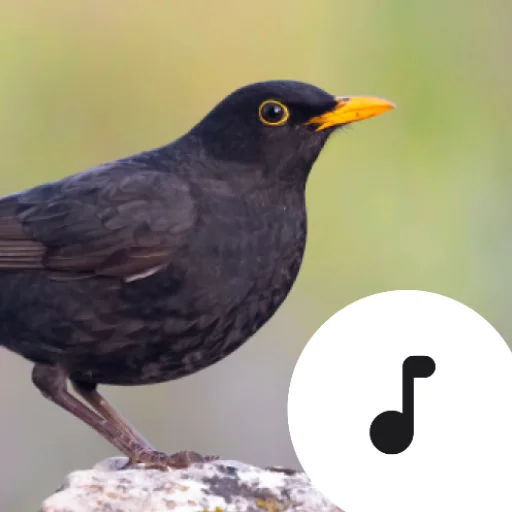 Descarga Blackbird Sounds: Melodías de Naturaleza Gratis